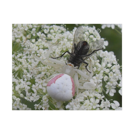 Pink Crab Spider Poster