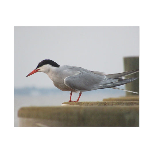 My Turn, You're Tern Poster