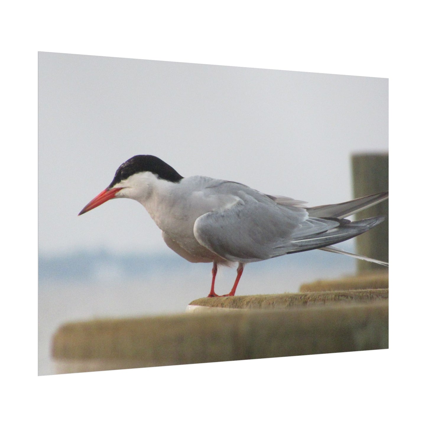 My Turn, You're Tern Poster