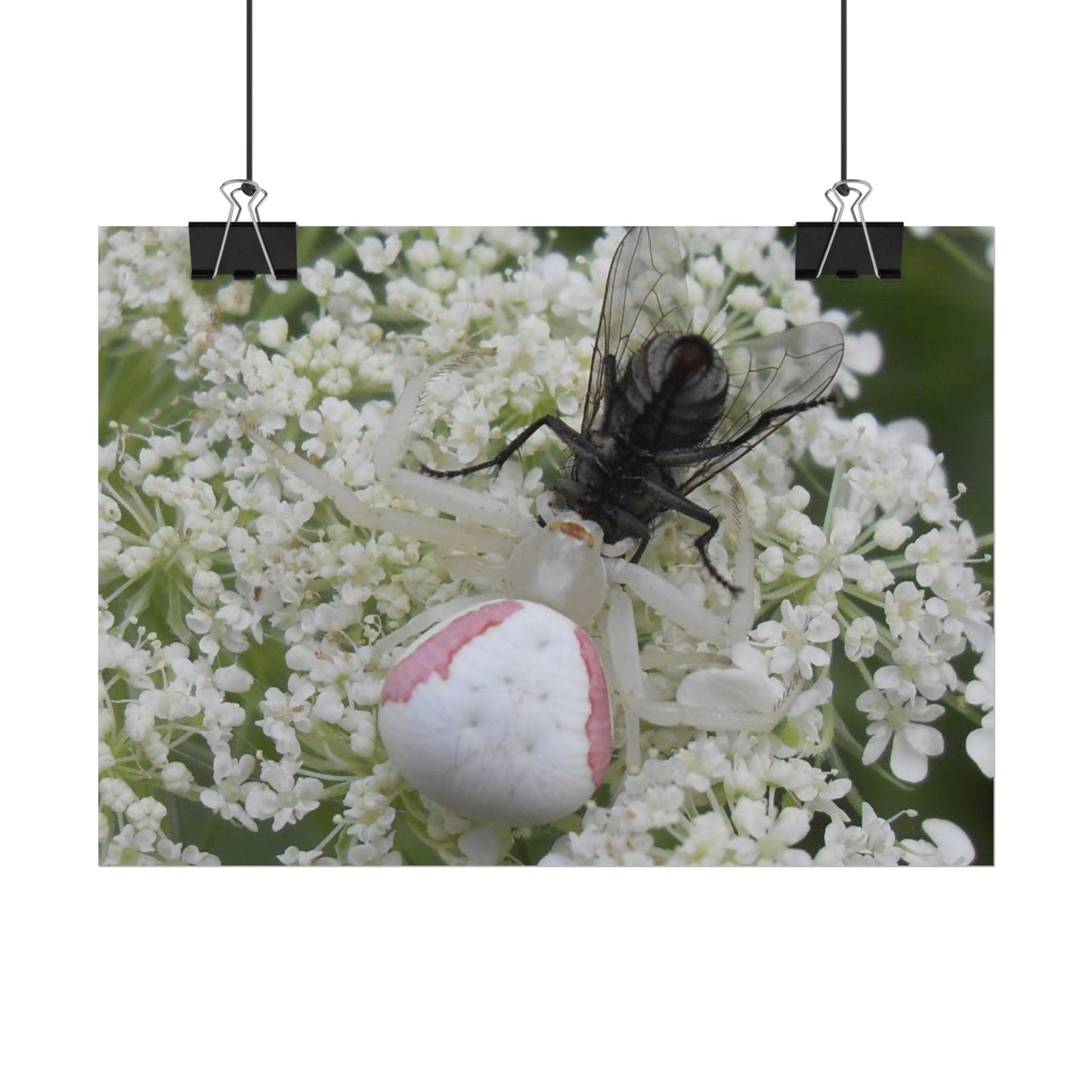 Pink Crab Spider Poster