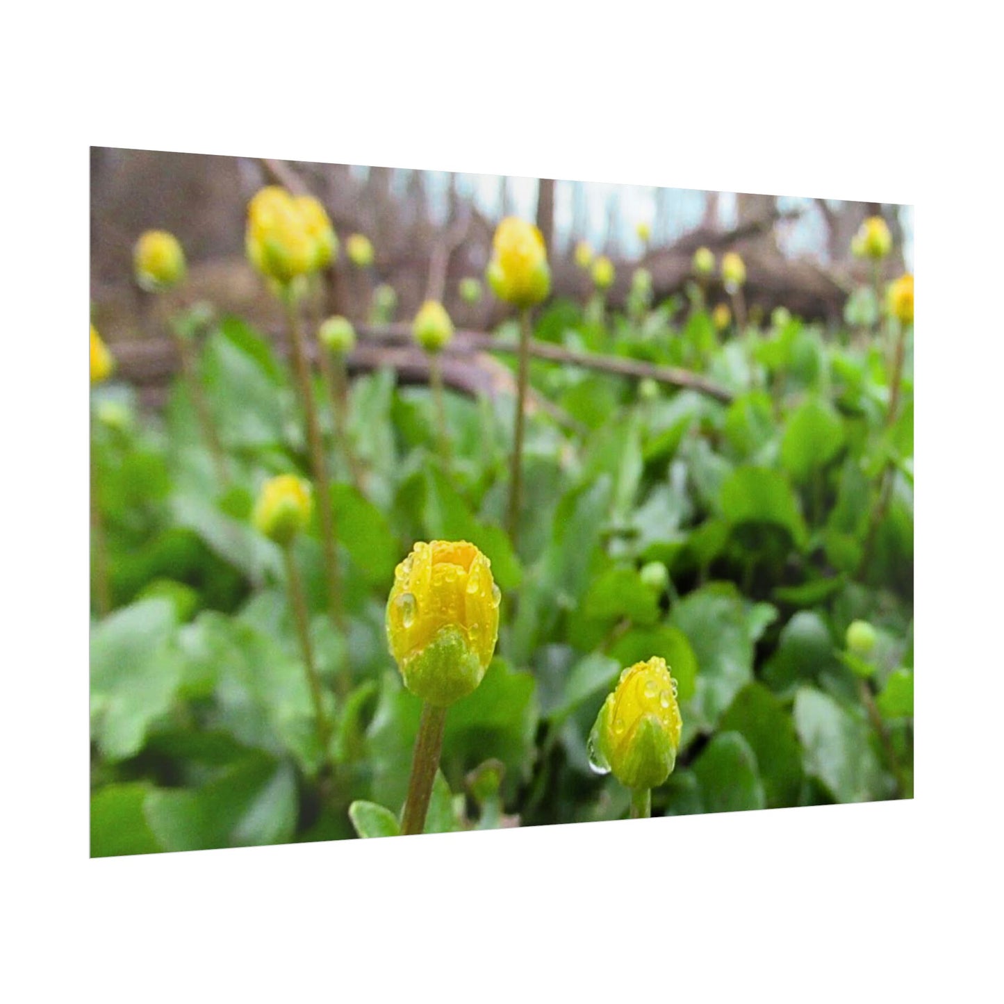 Buttercup Drops