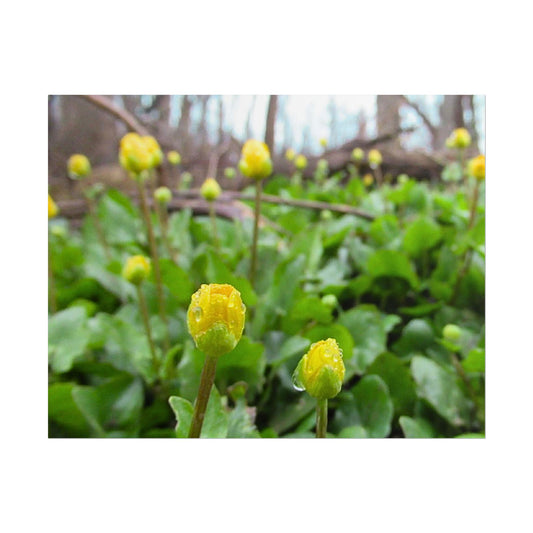 Buttercup Drops