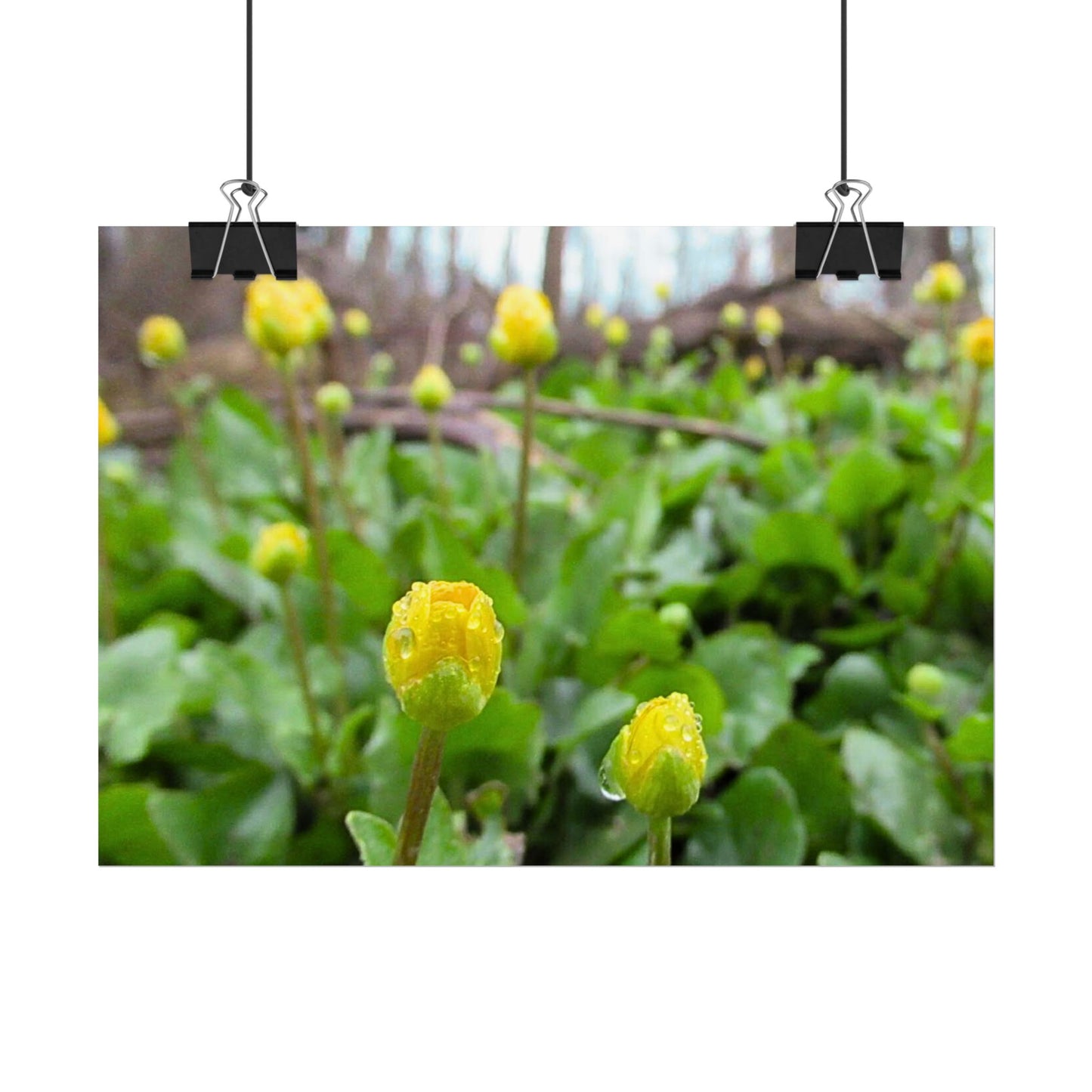 Buttercup Drops