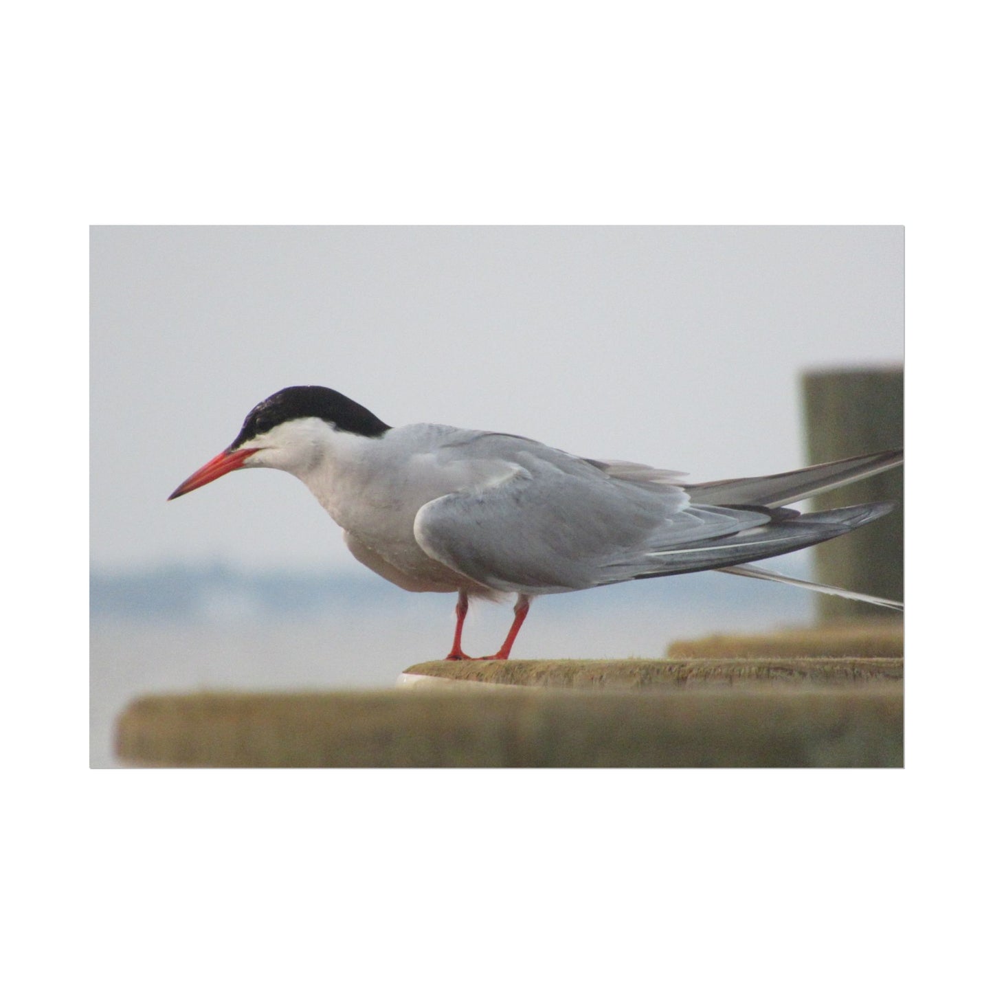 My Turn, You're Tern Poster
