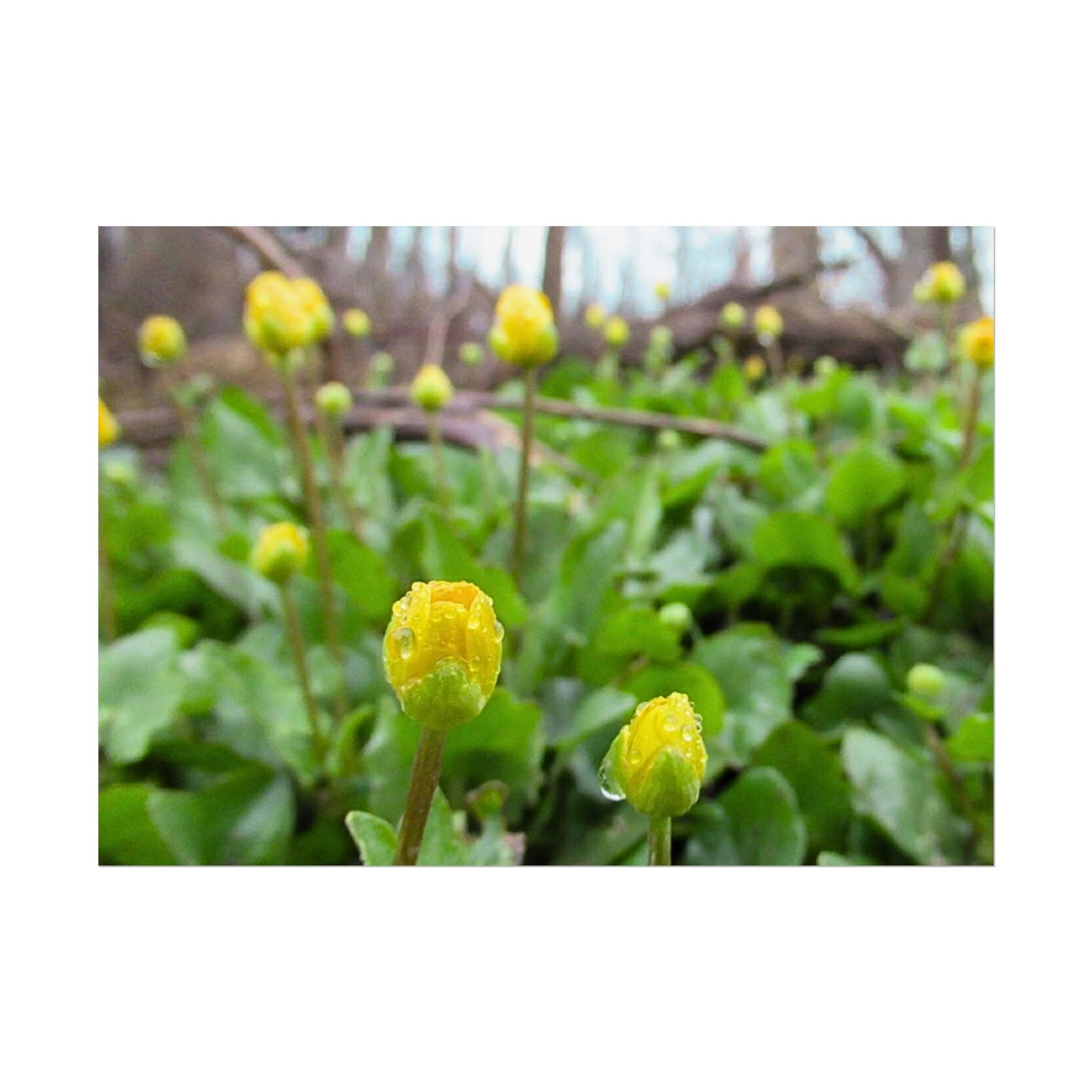 Buttercup Drops