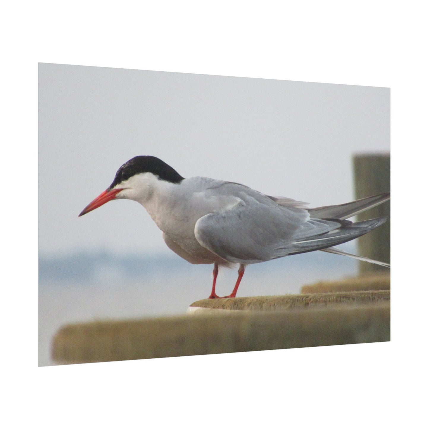 My Turn, You're Tern Poster