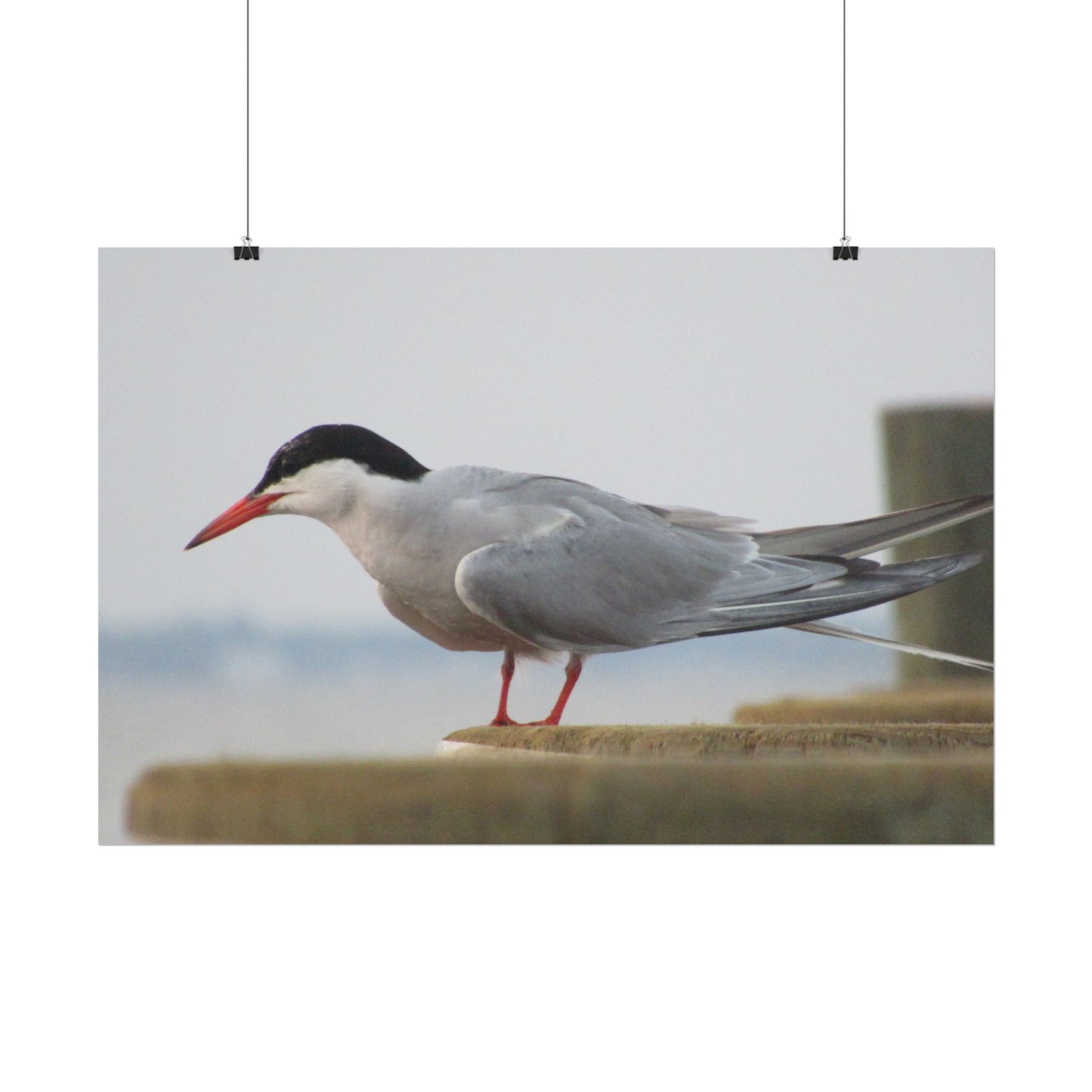 My Turn, You're Tern Poster