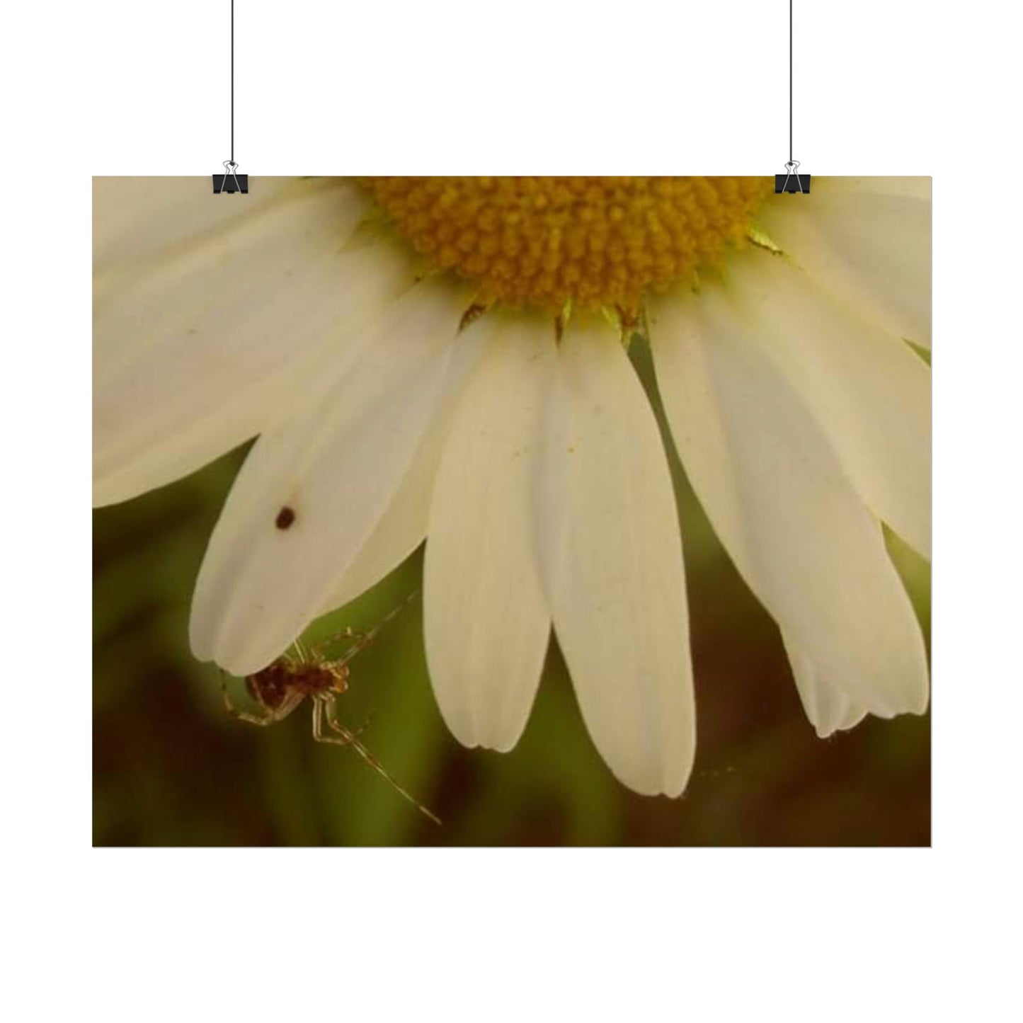 Daisy Daze