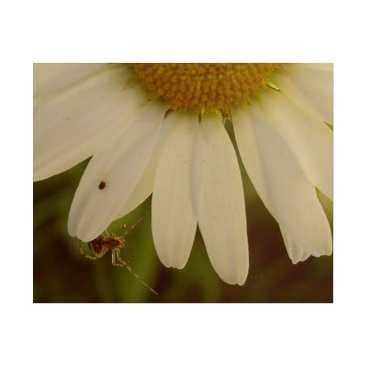 Daisy Daze