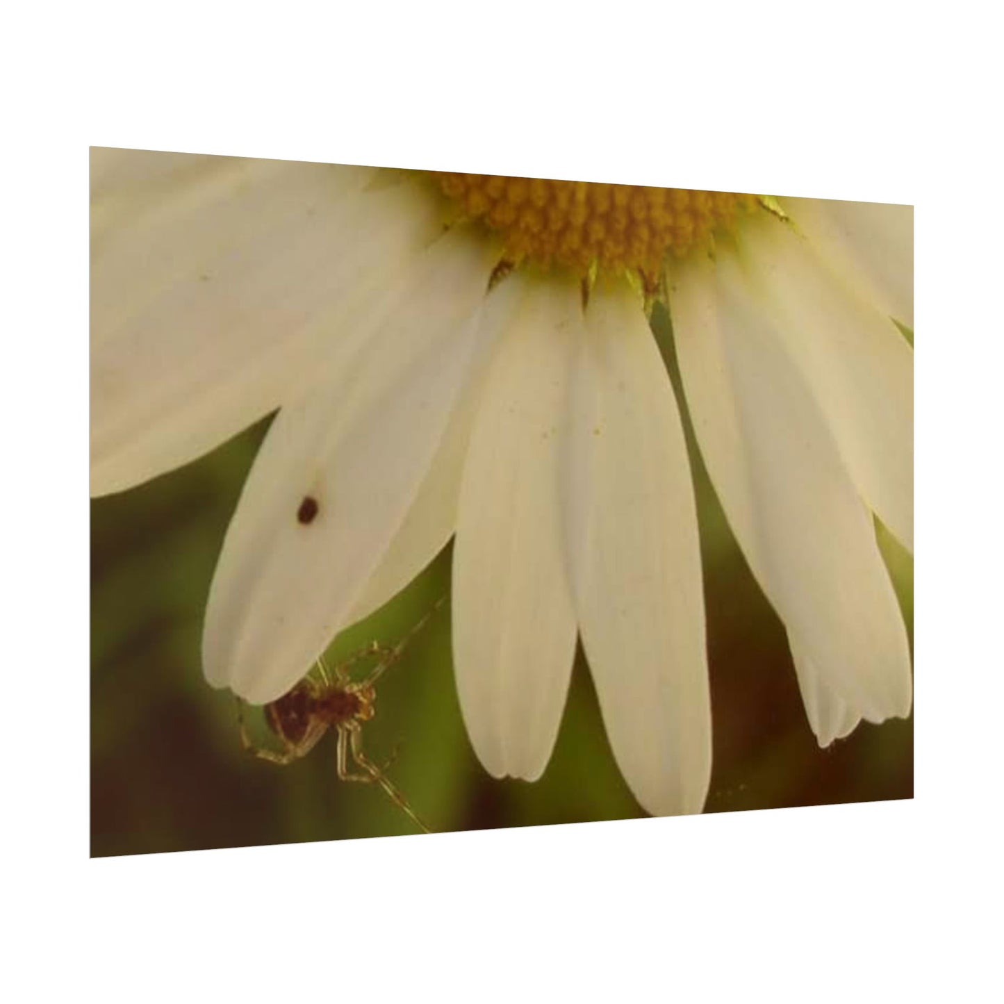 Daisy Daze