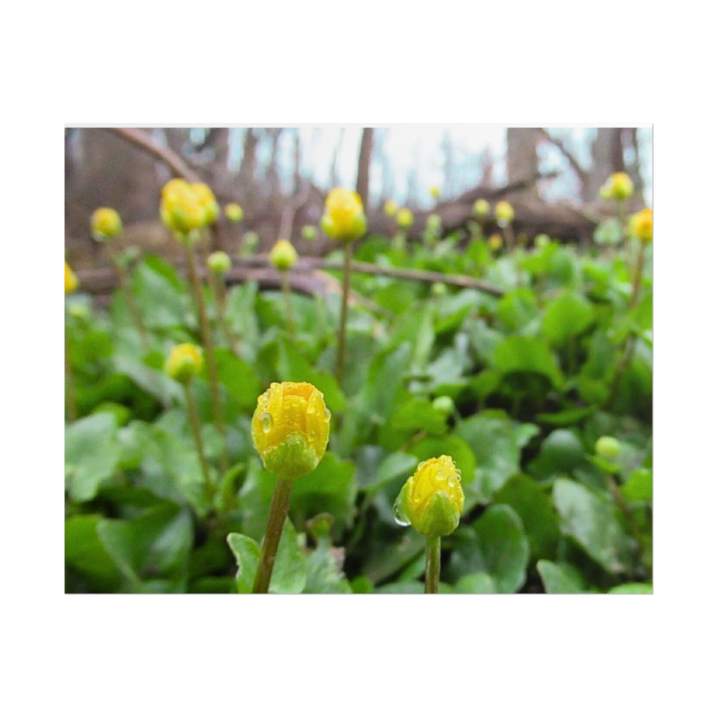 Buttercup Drops