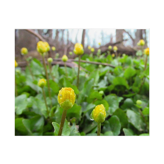 Buttercup Drops