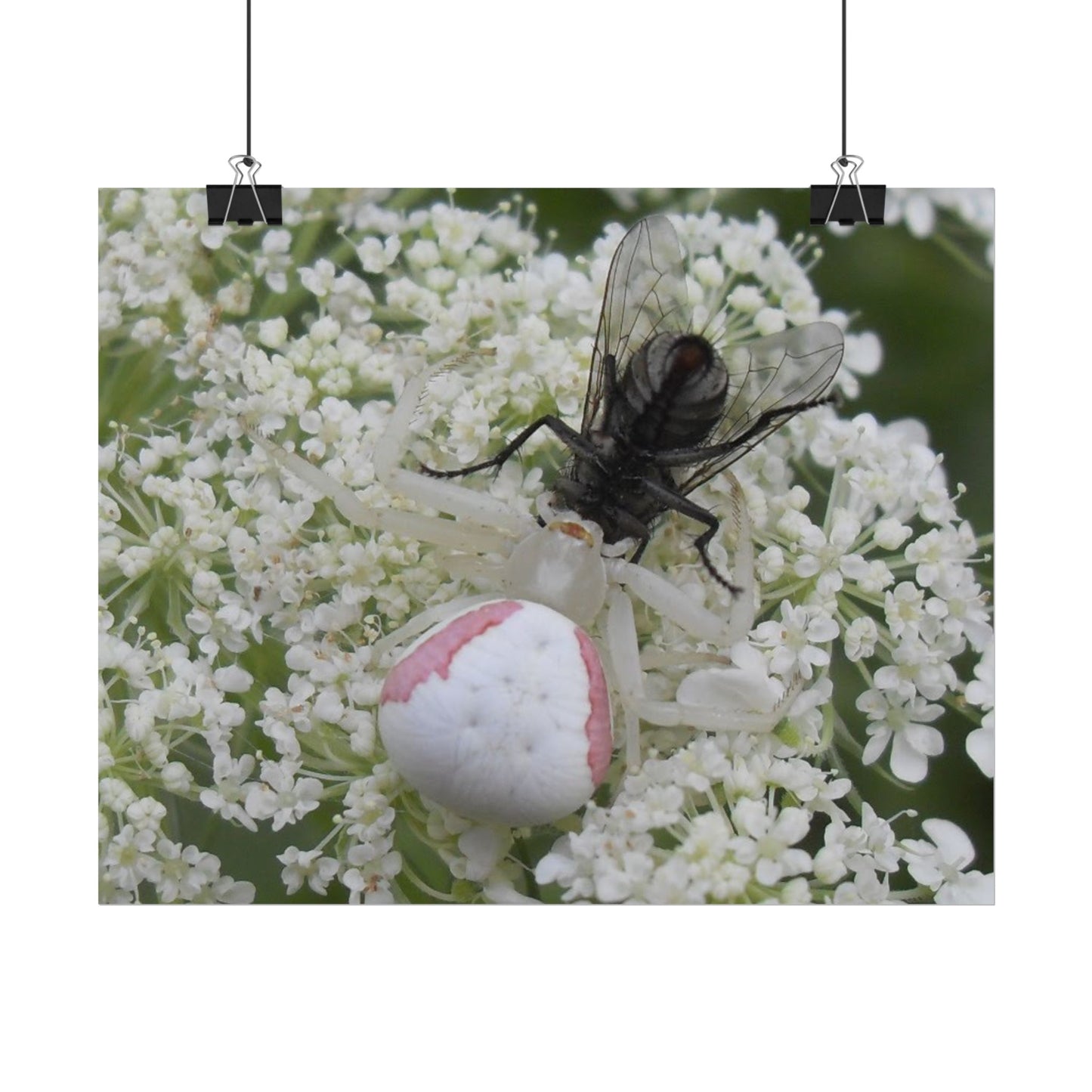 Pink Crab Spider Poster
