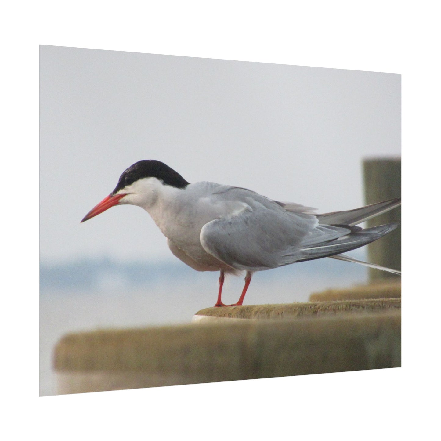 My Turn, You're Tern Poster