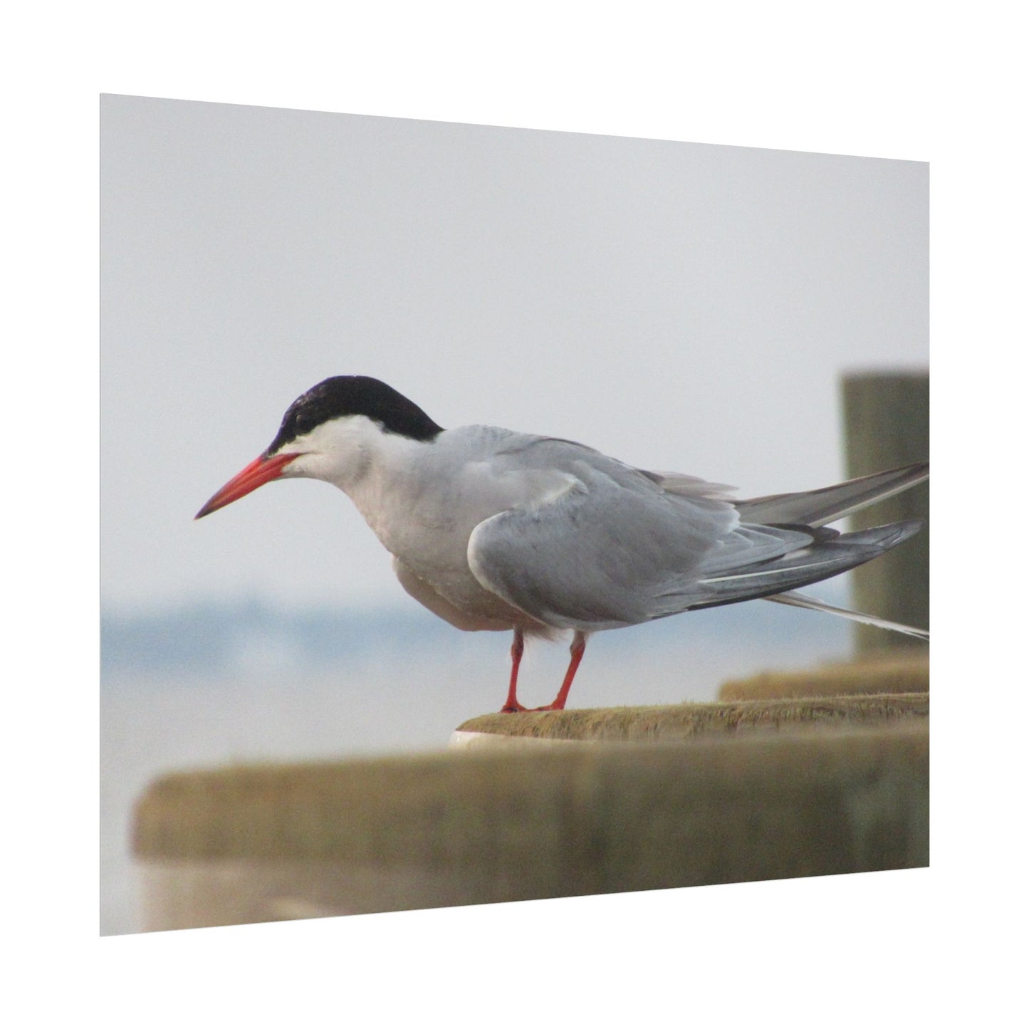 My Turn, You're Tern Poster