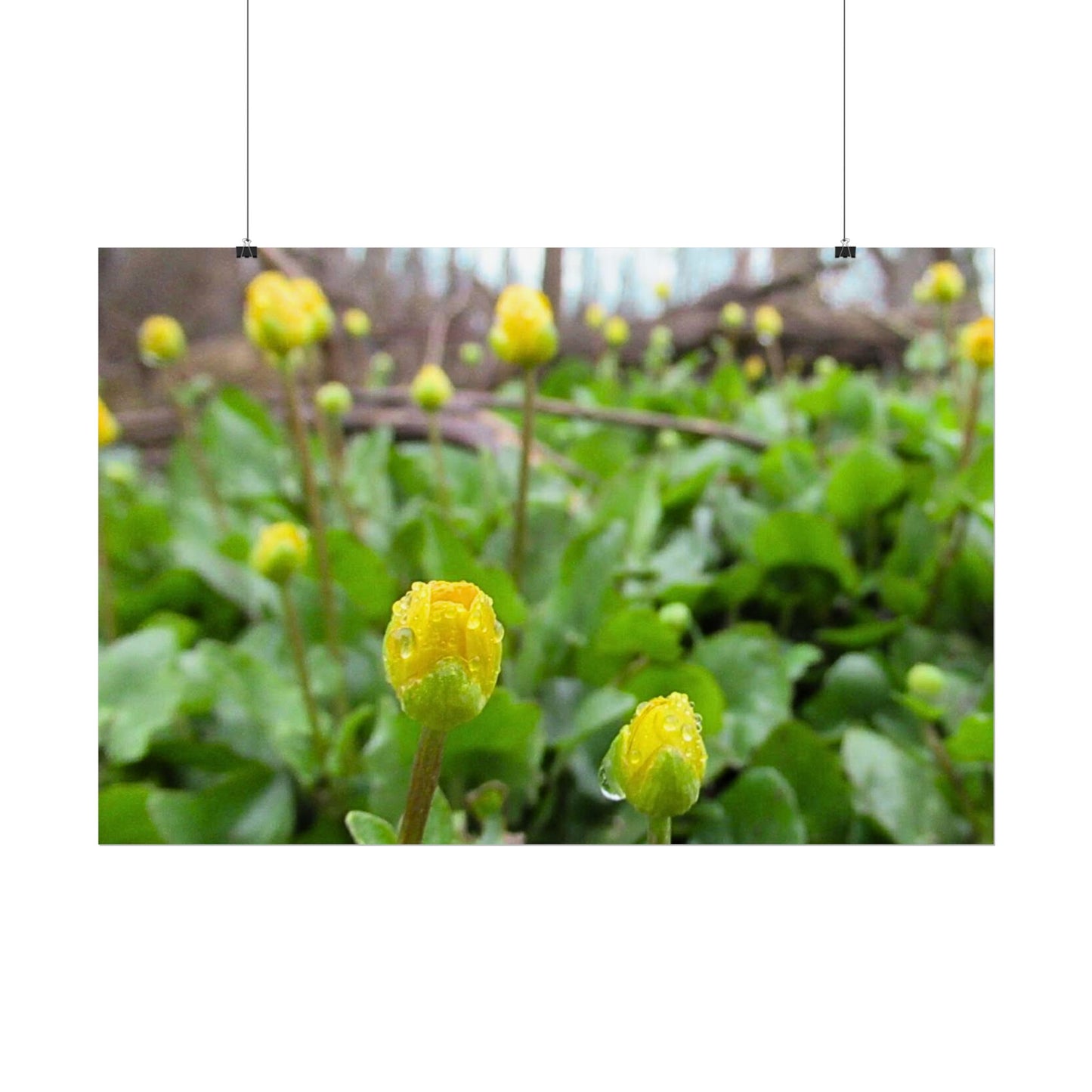 Buttercup Drops