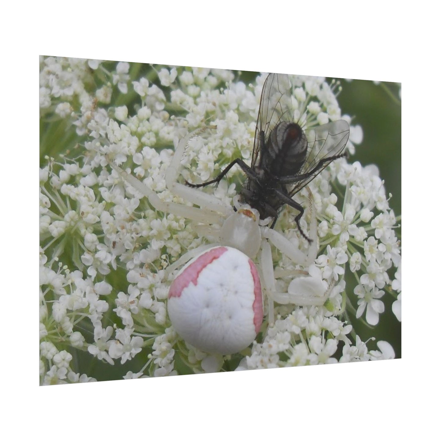 Pink Crab Spider Poster