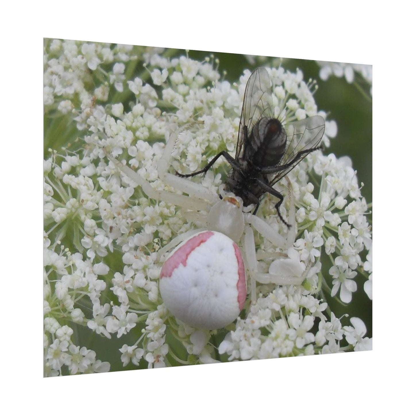 Pink Crab Spider Poster
