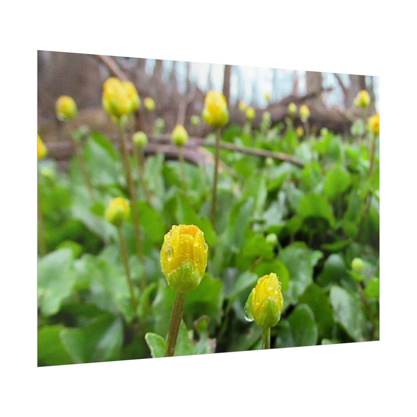 Buttercup Drops