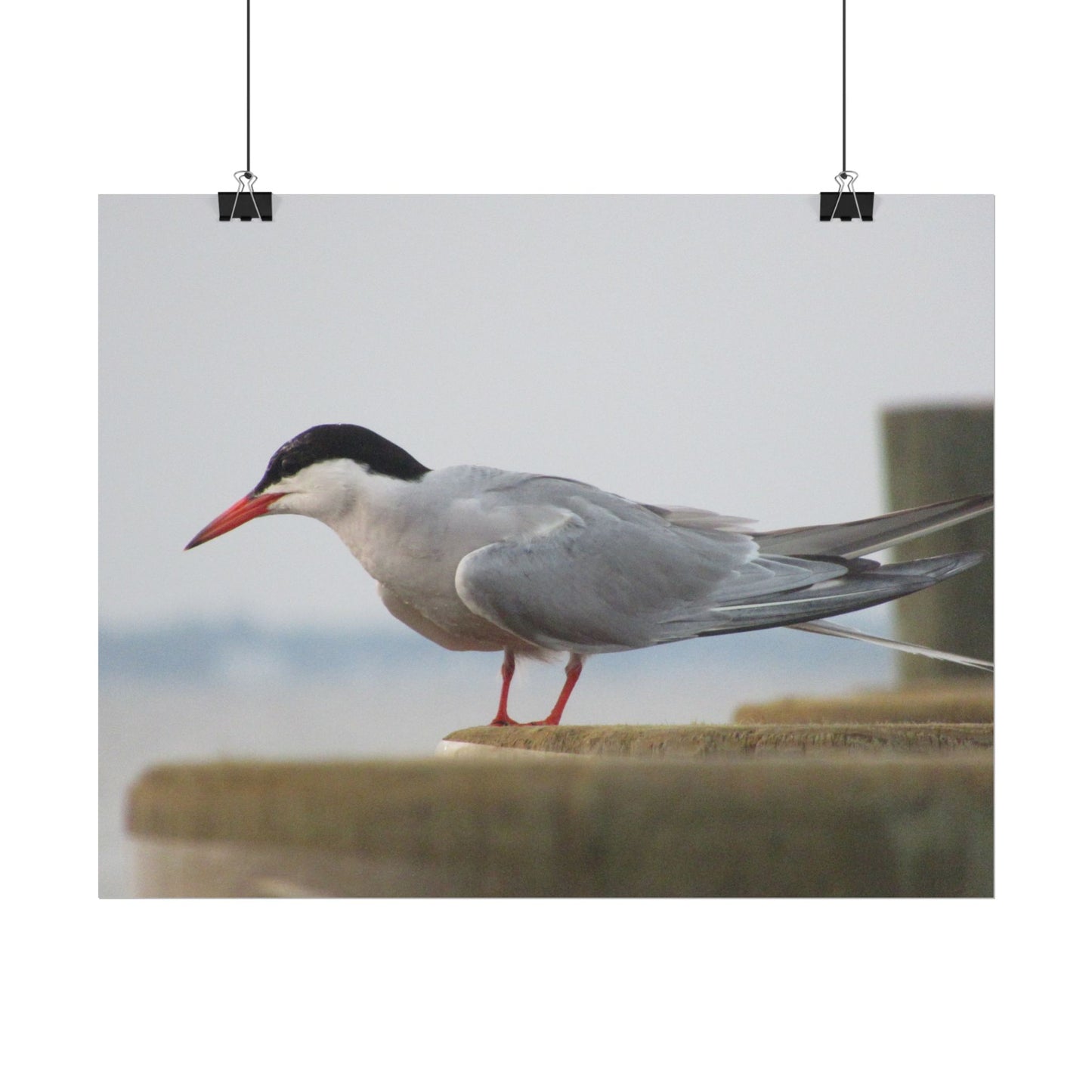 My Turn, You're Tern Poster