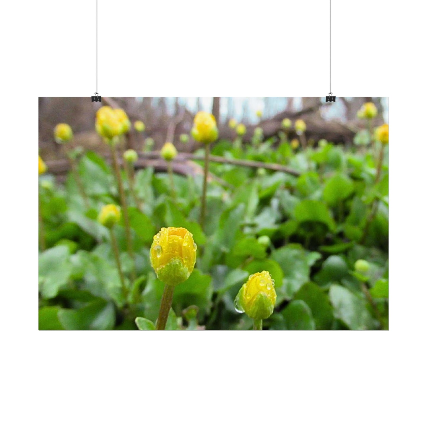 Buttercup Drops