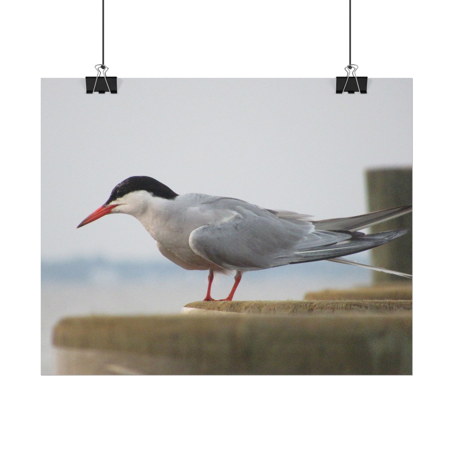 My Turn, You're Tern Poster