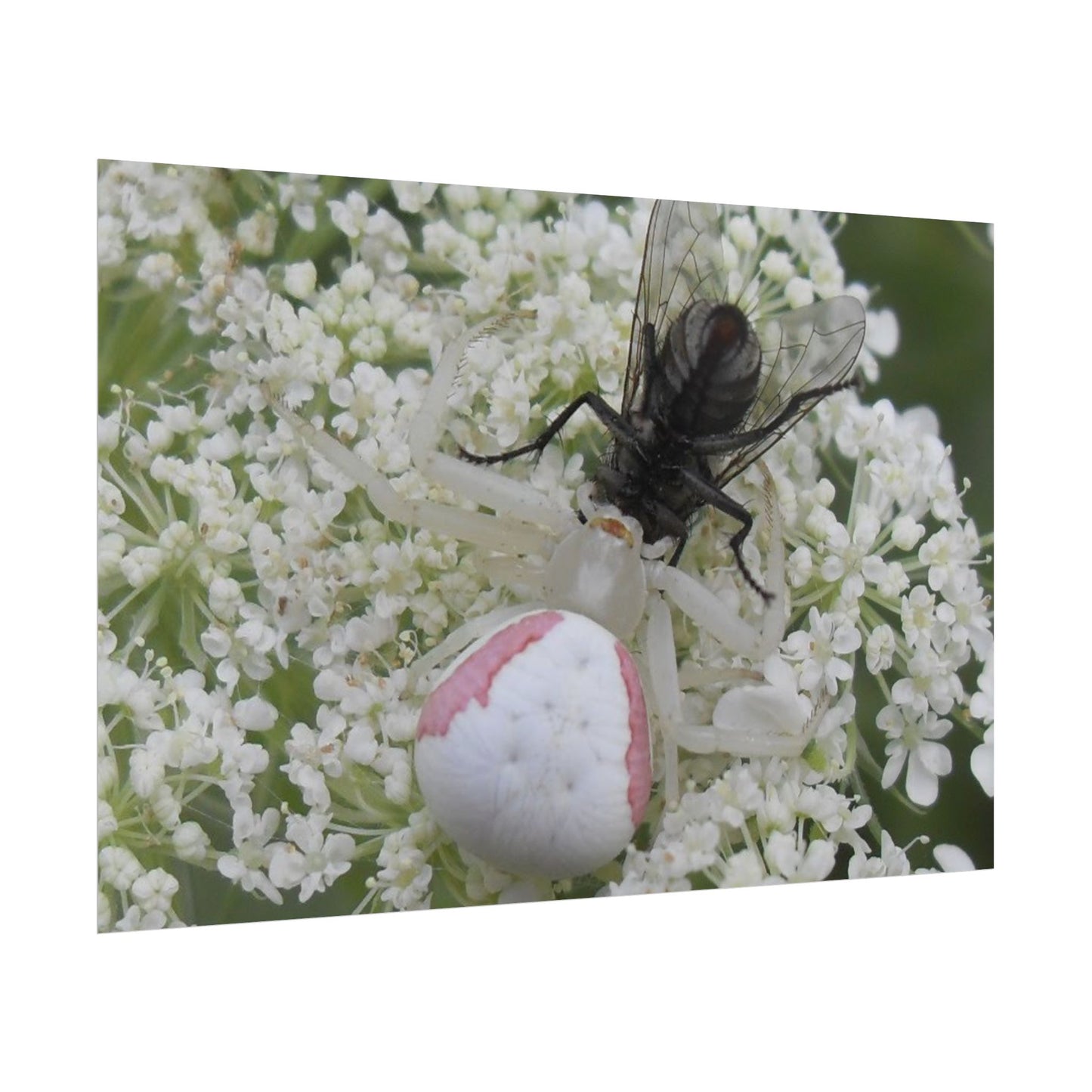 Pink Crab Spider Poster