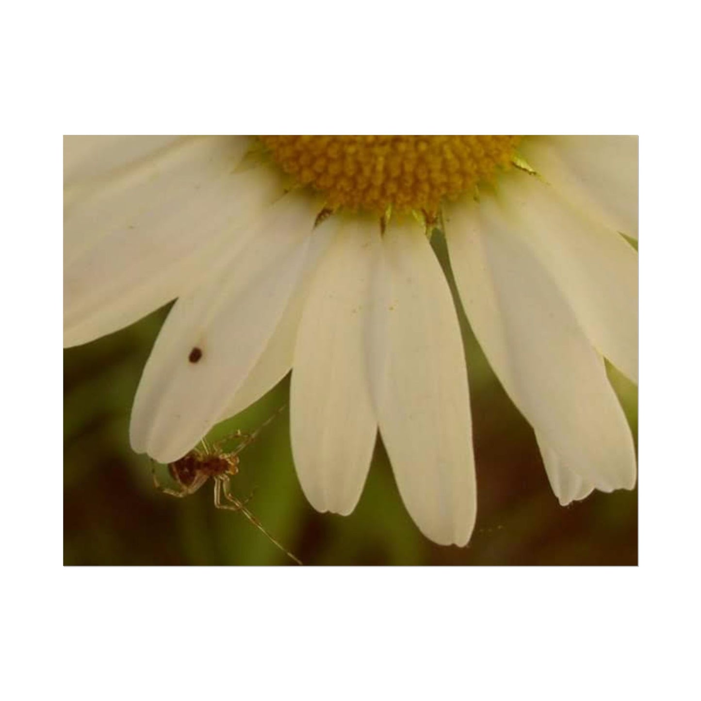 Daisy Daze