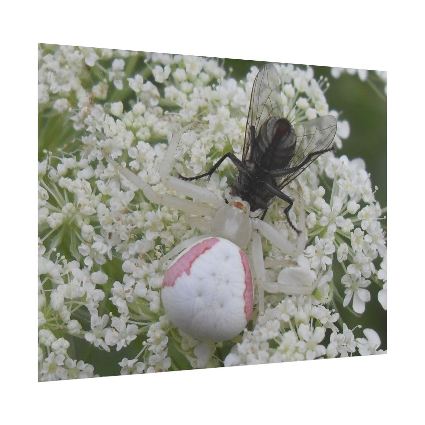 Pink Crab Spider Poster