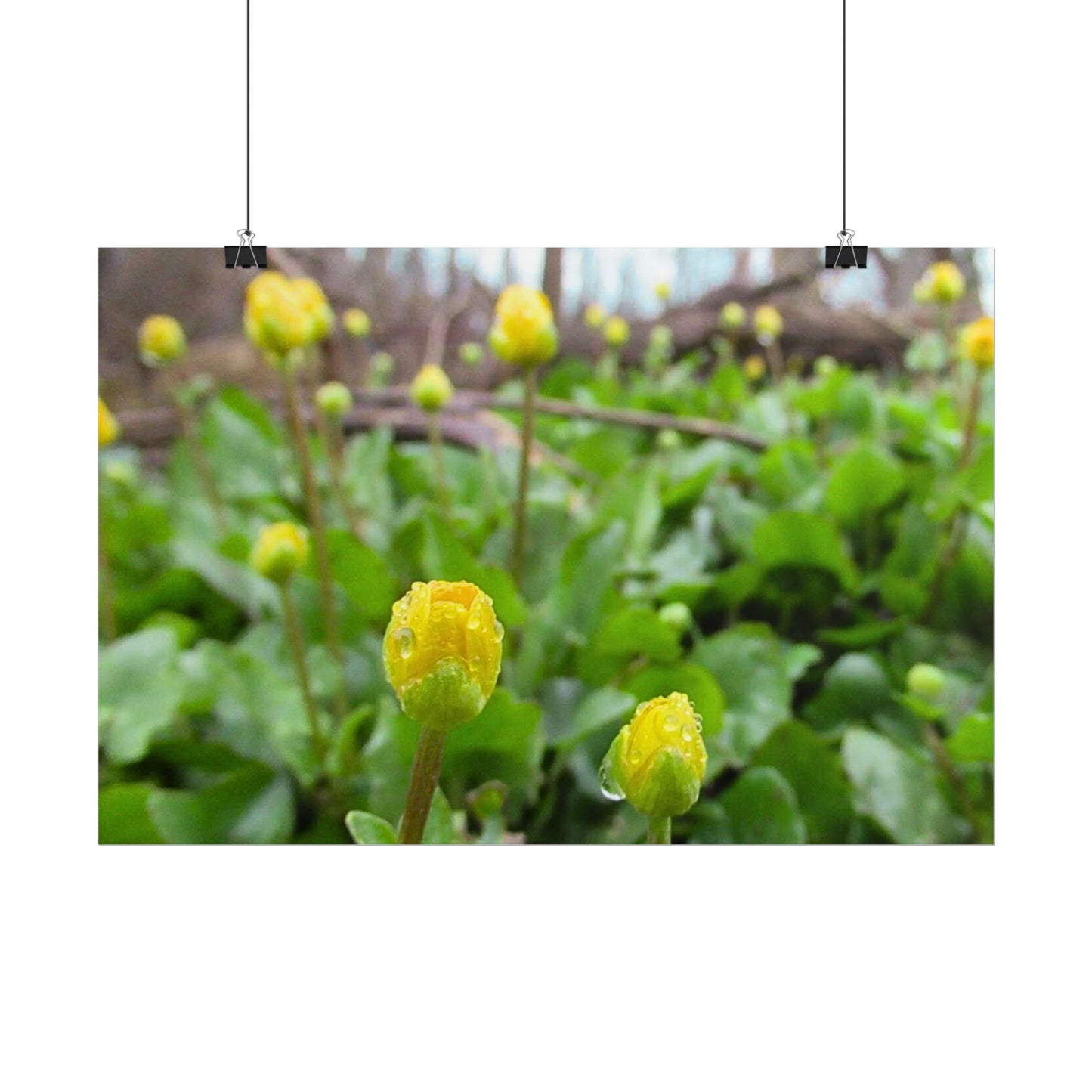 Buttercup Drops