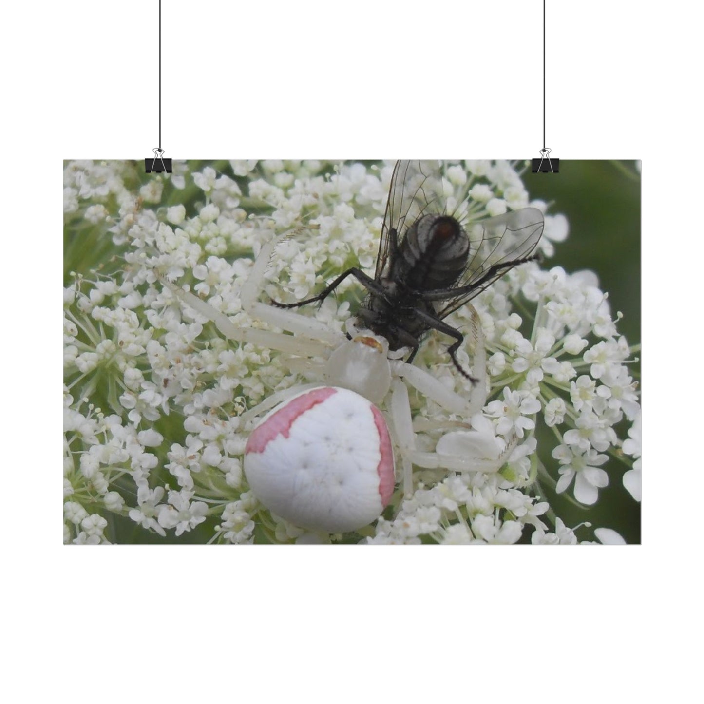 Pink Crab Spider Poster