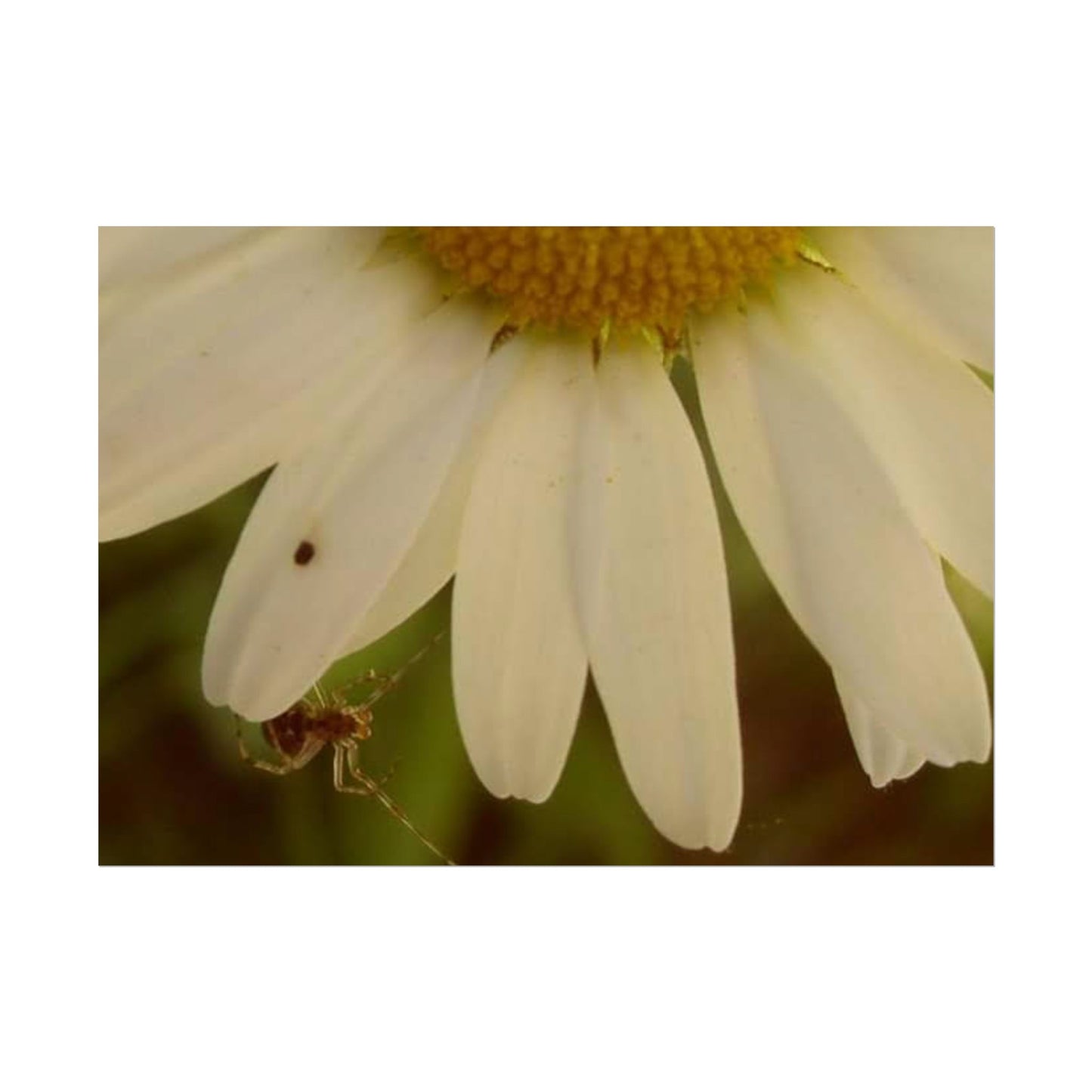 Daisy Daze