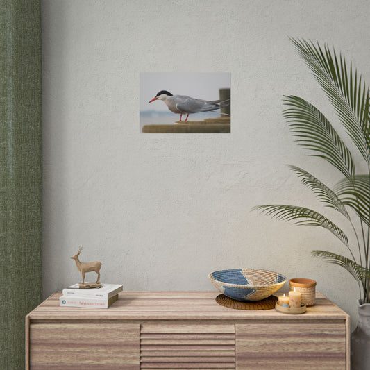 My Turn, You're Tern Poster