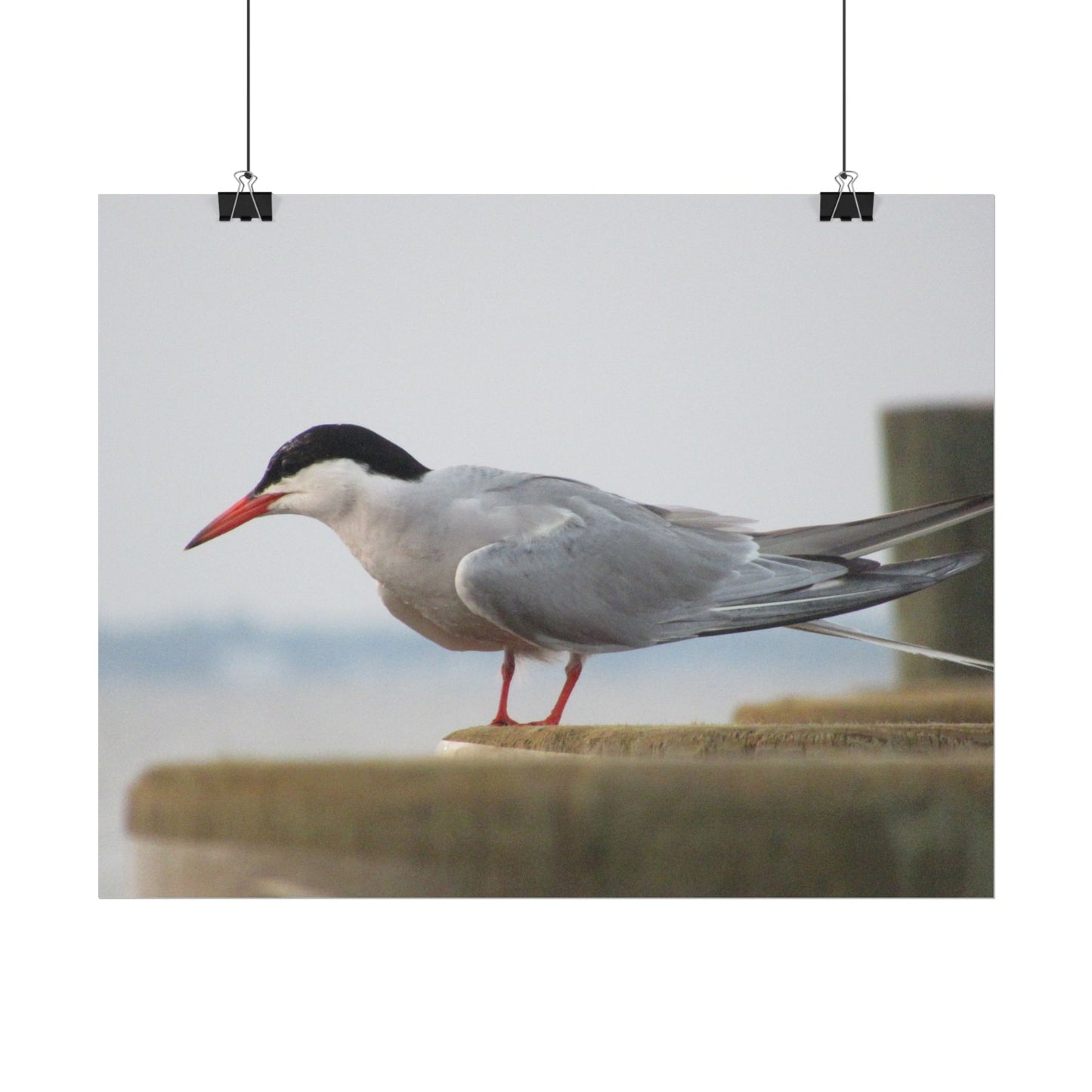 My Turn, You're Tern Poster