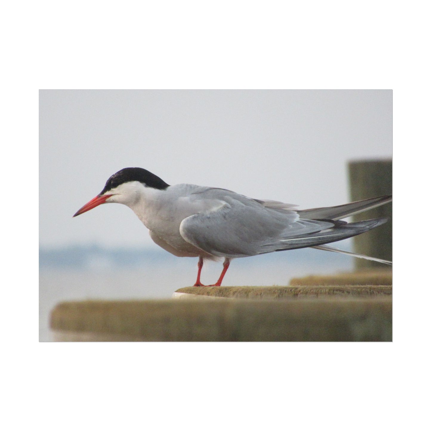 My Turn, You're Tern Poster