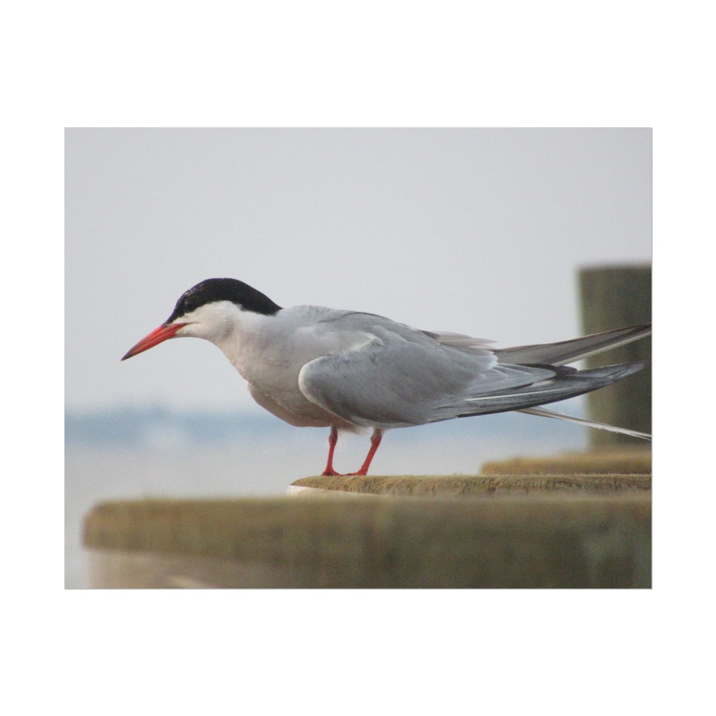 My Turn, You're Tern Poster