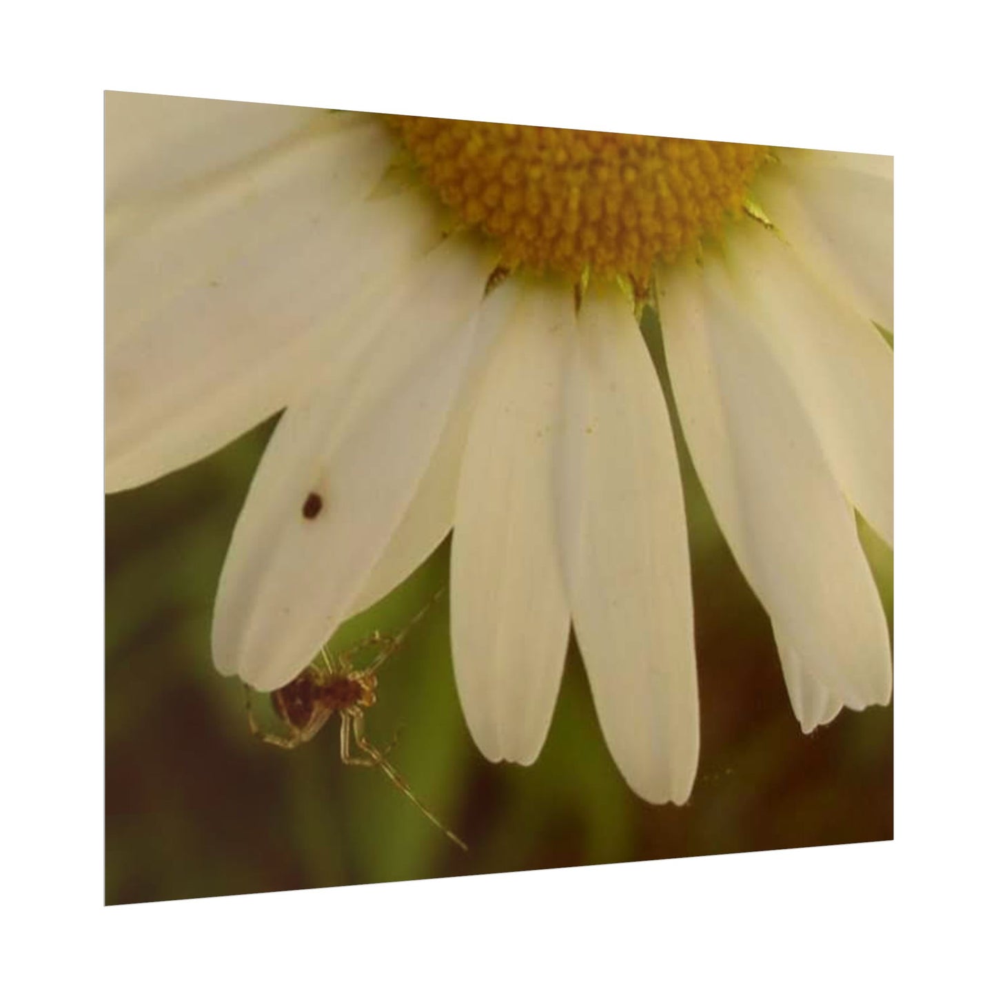 Daisy Daze