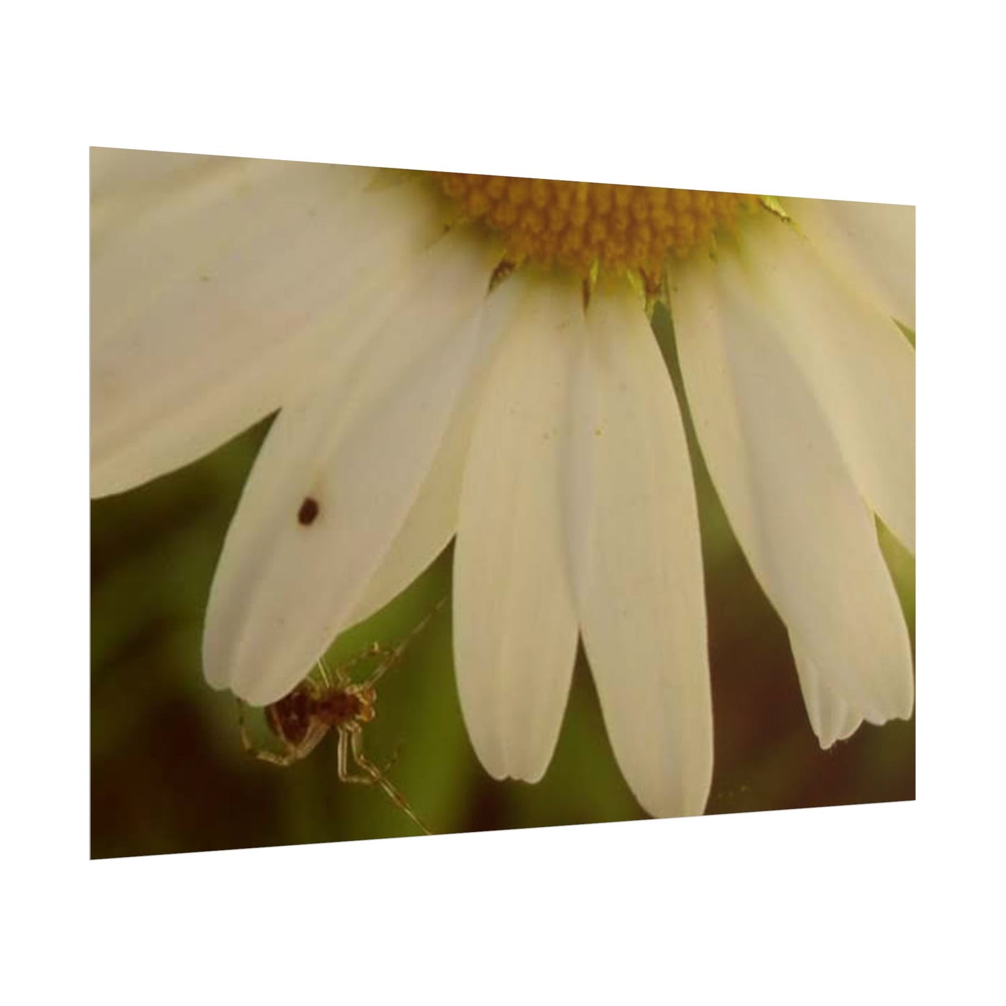 Daisy Daze