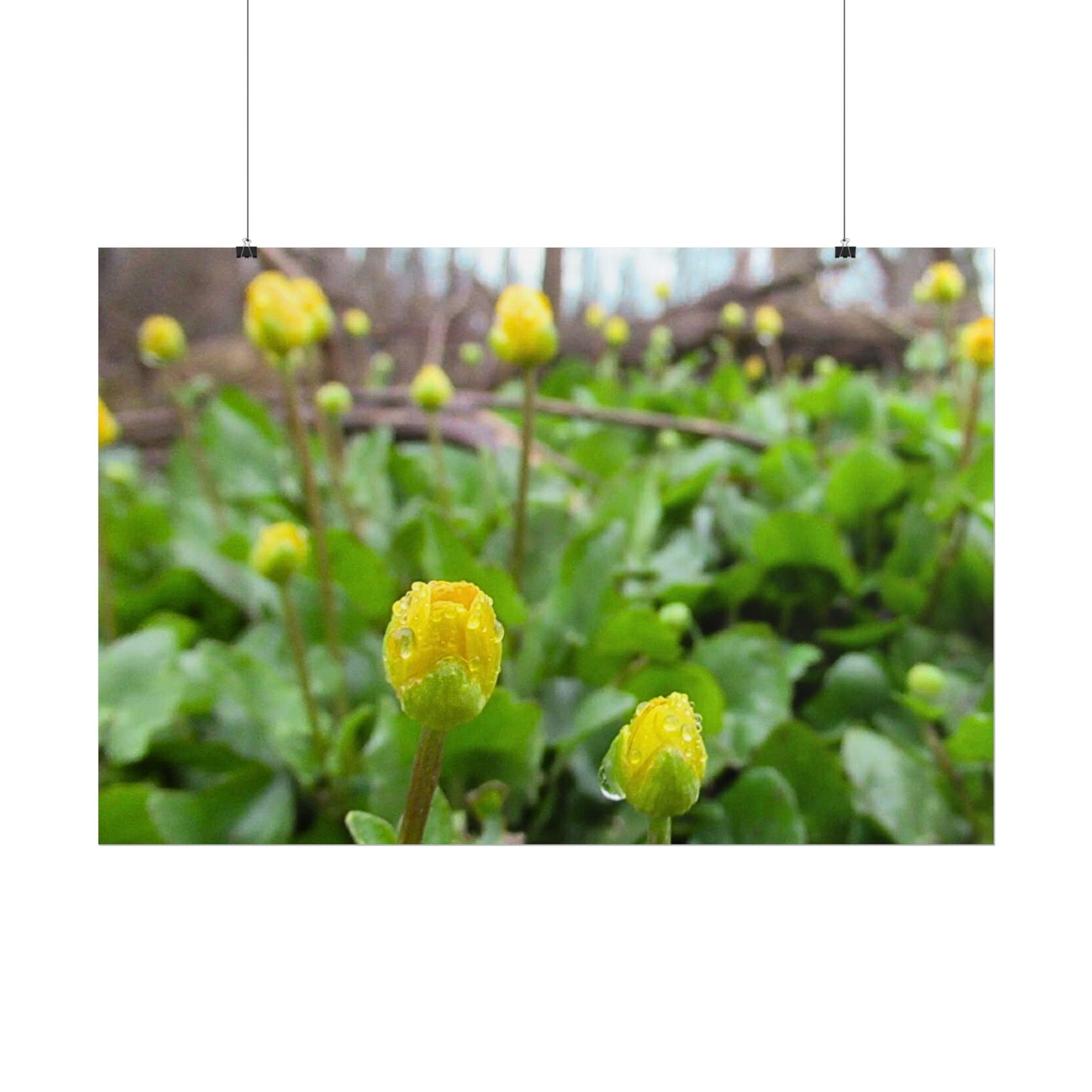 Buttercup Drops