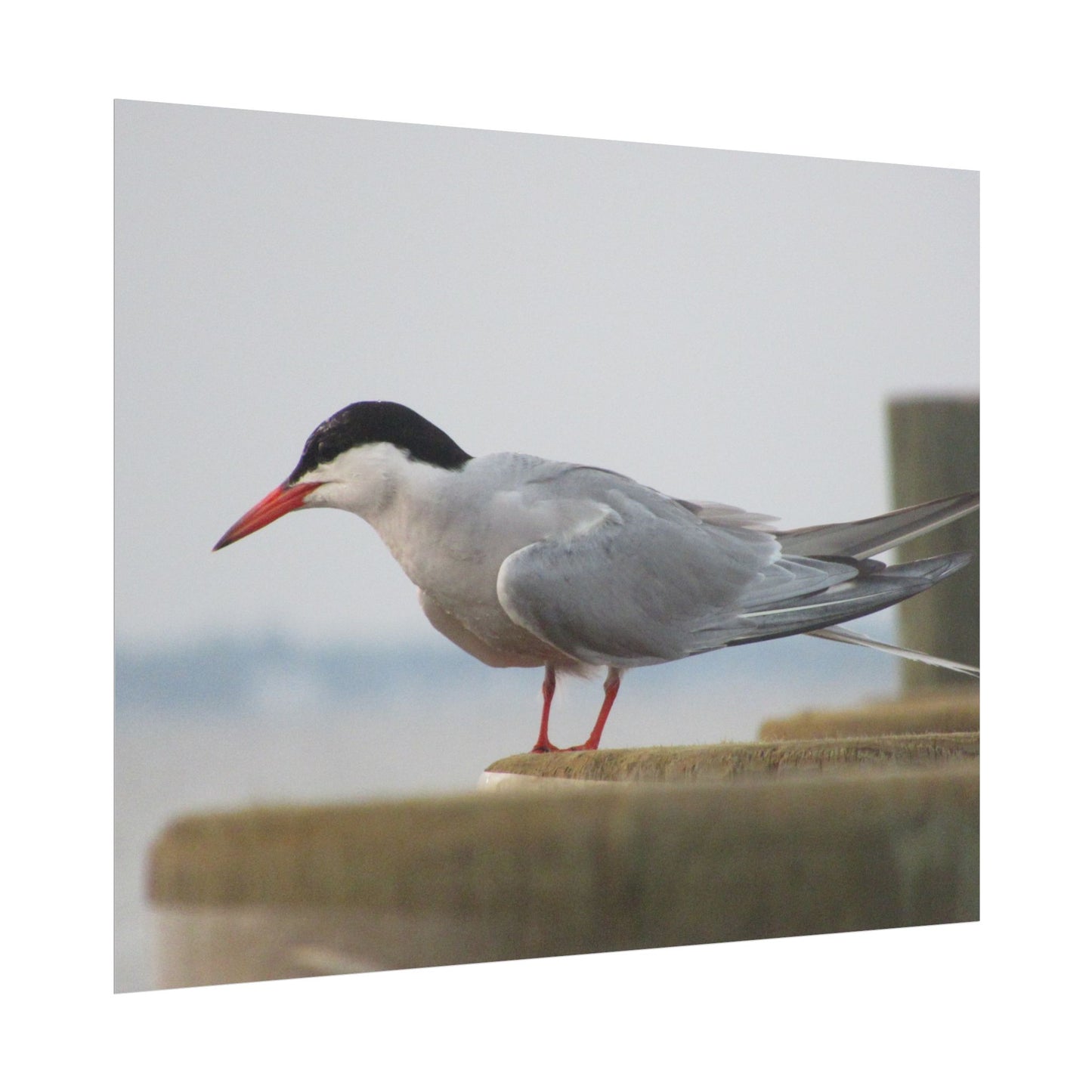My Turn, You're Tern Poster