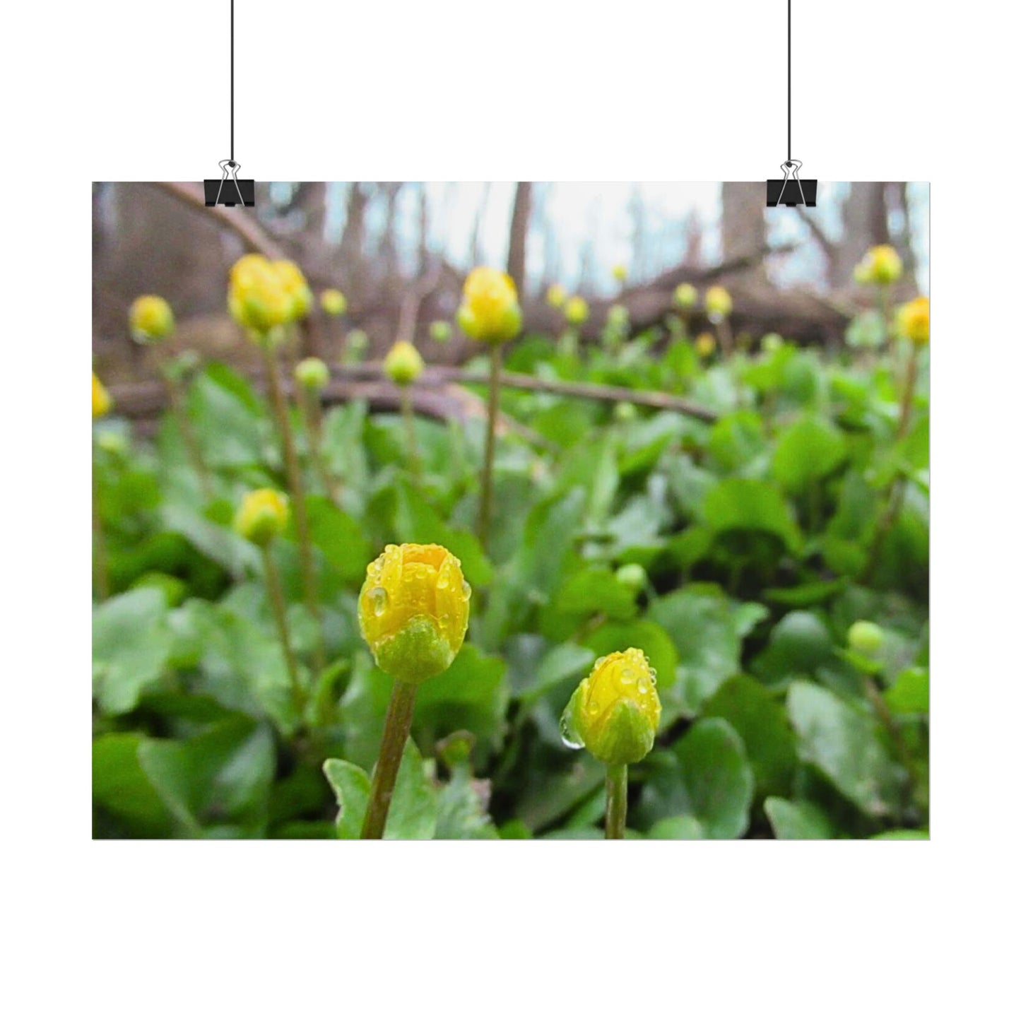 Buttercup Drops