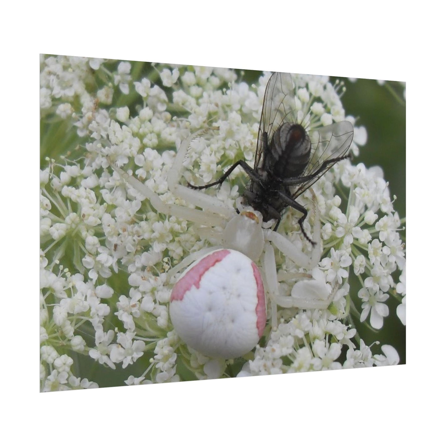 Pink Crab Spider Poster