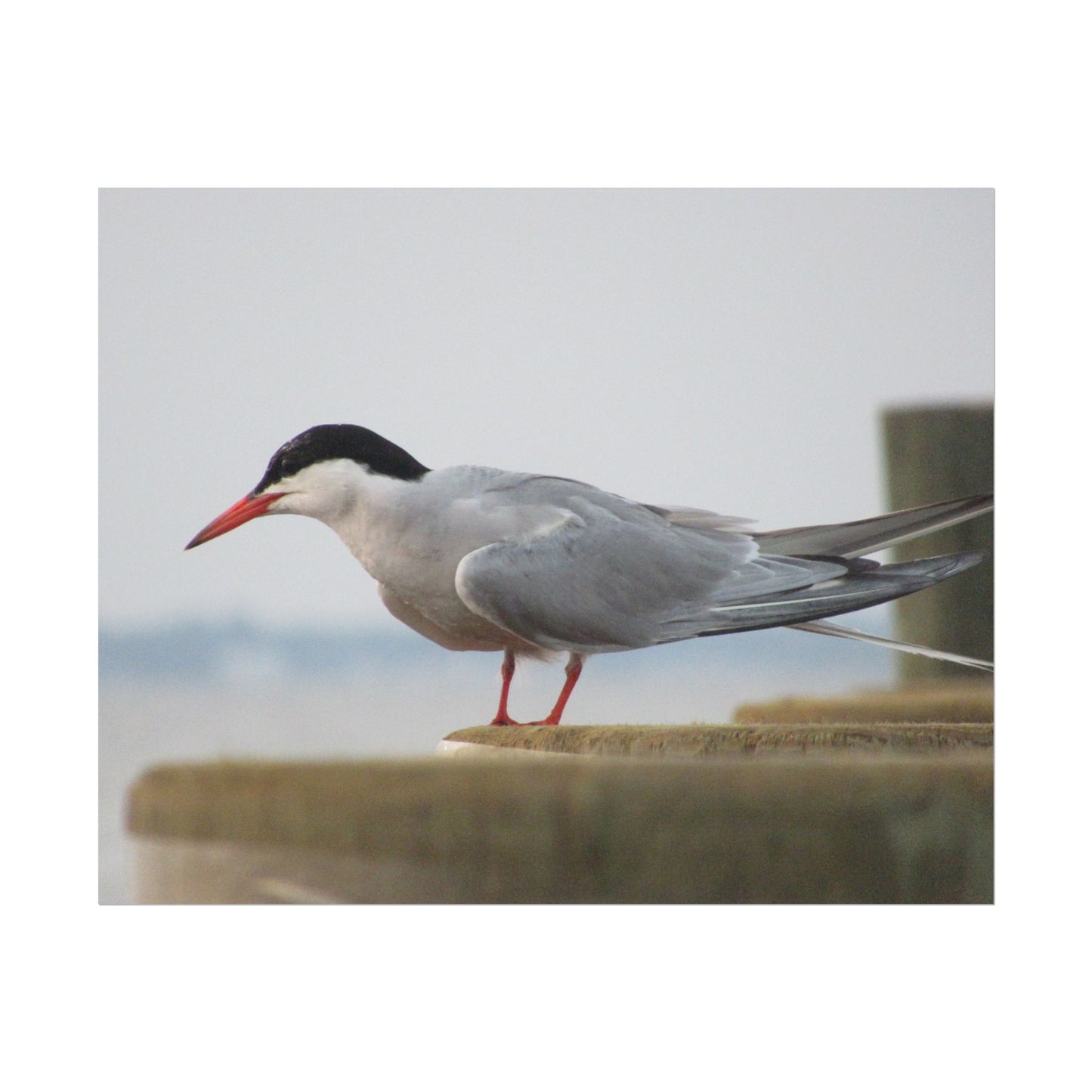 My Turn, You're Tern Poster