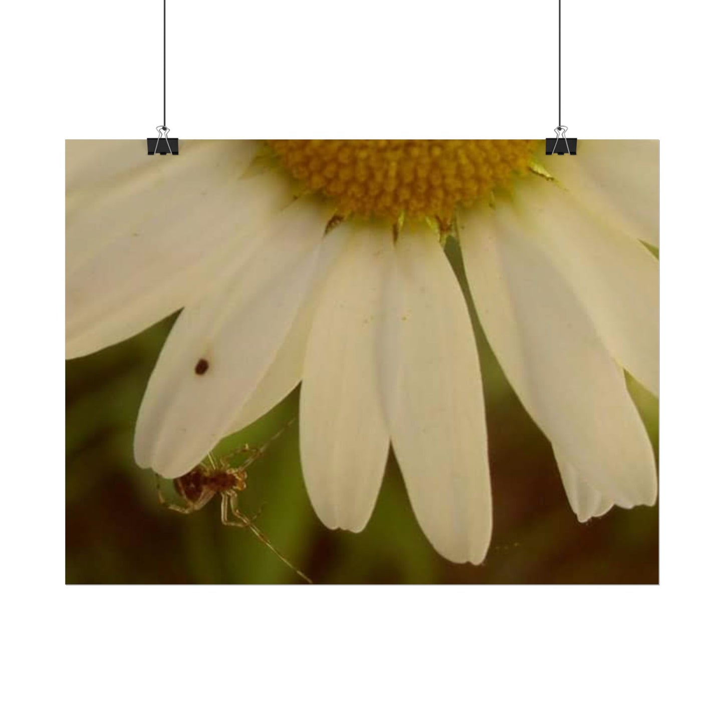 Daisy Daze