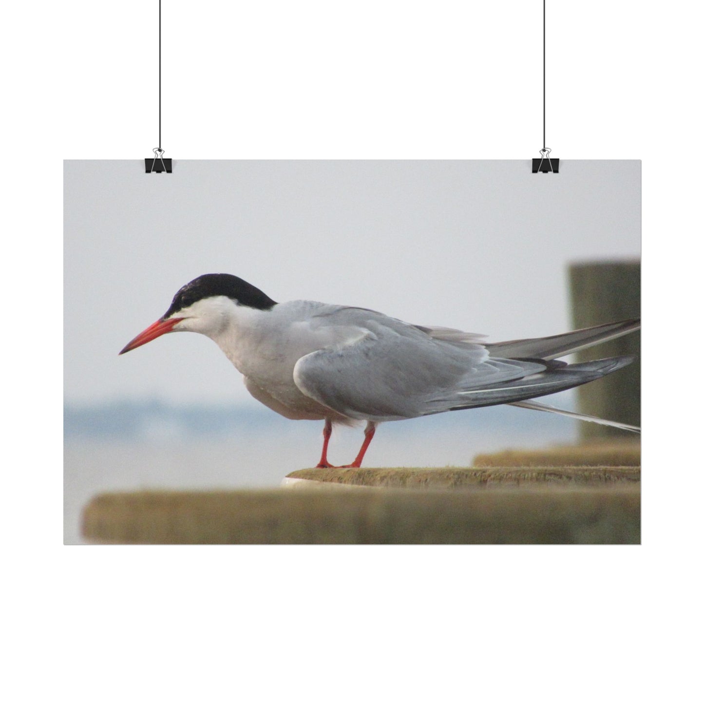 My Turn, You're Tern Poster