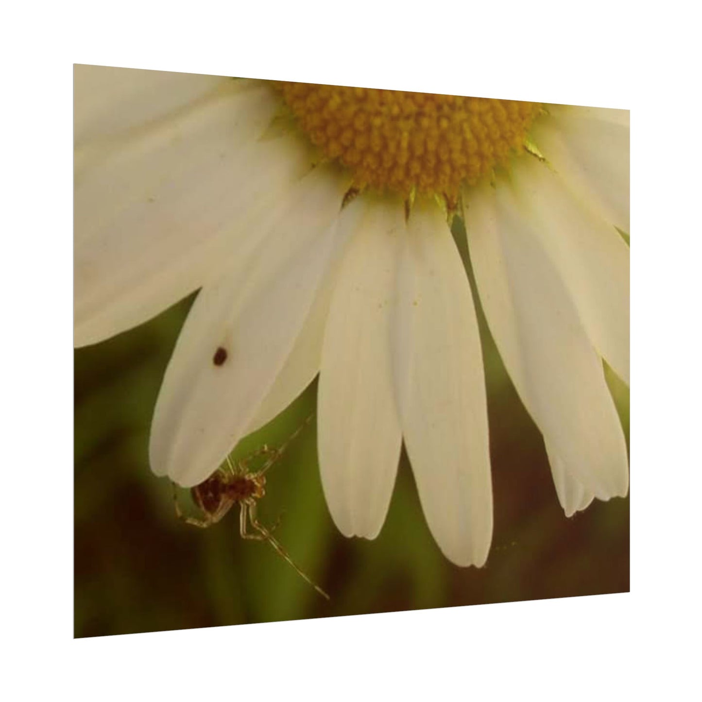Daisy Daze
