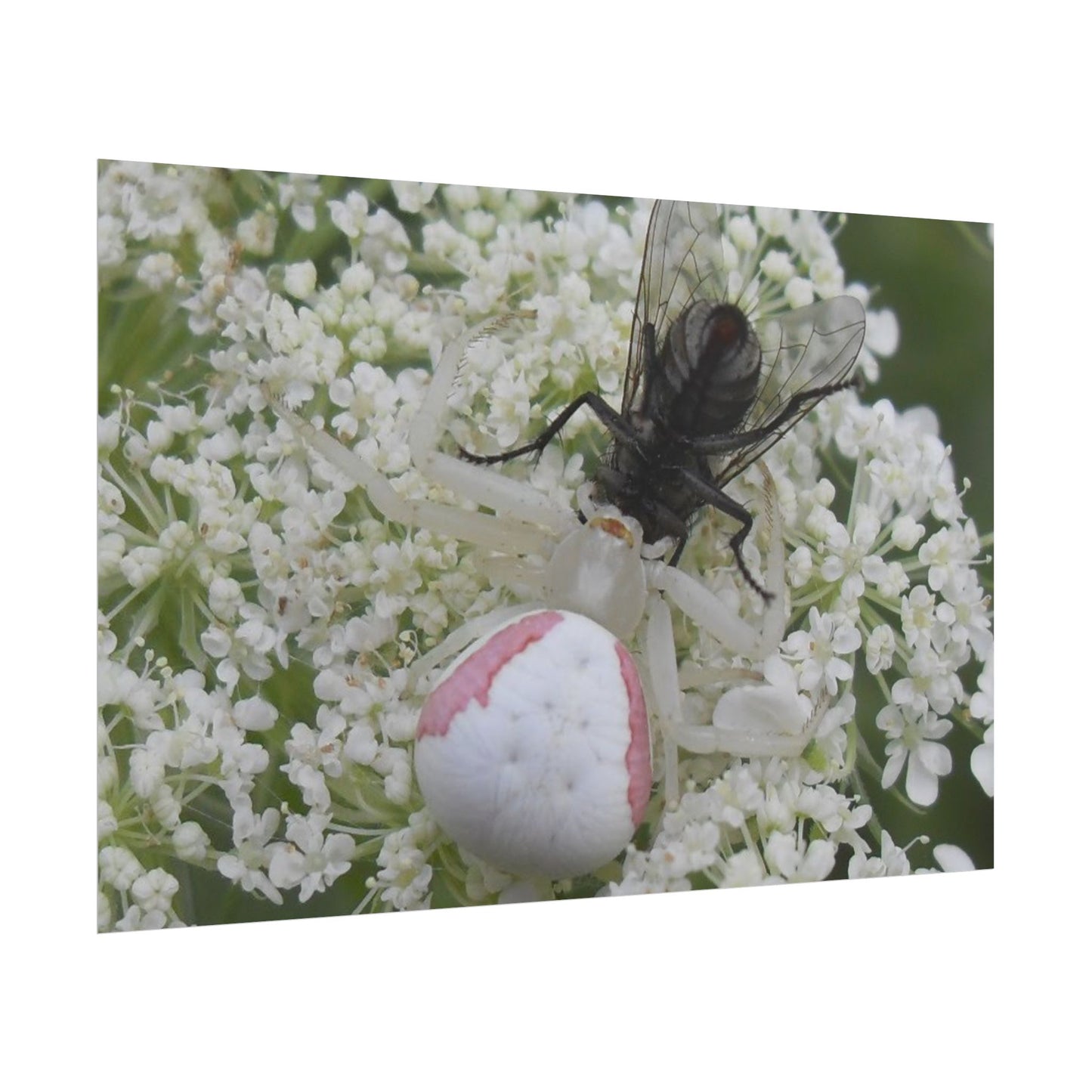Pink Crab Spider Poster