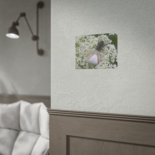 Pink Crab Spider Poster