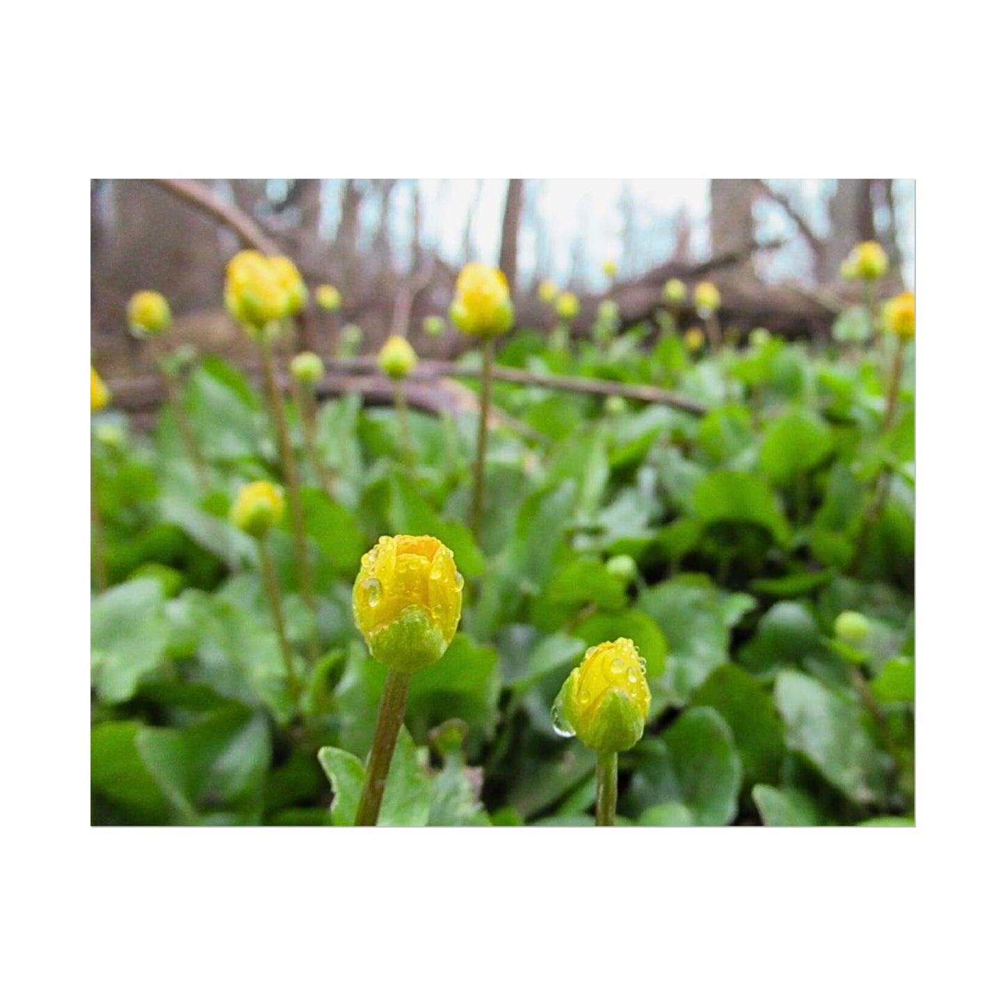 Buttercup Drops
