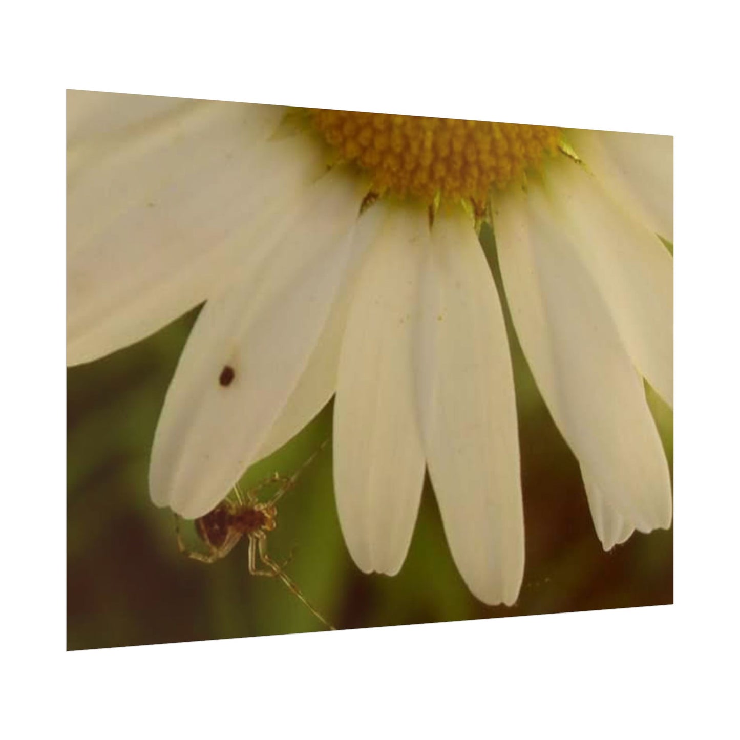 Daisy Daze